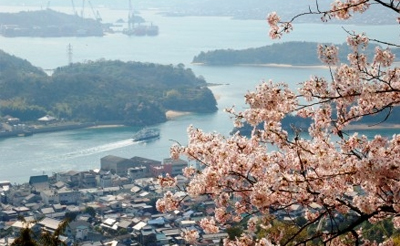 因島公園の桜